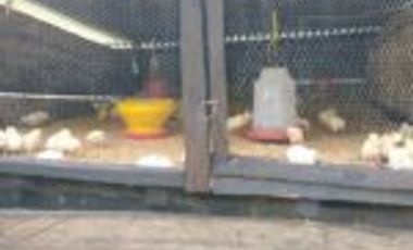 Vendo Finca San Vicente de Chucurí  Santander