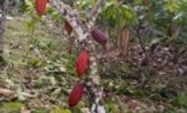 Vendo Finca Vicente de chucuri Santander