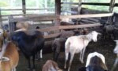 Vendo Finca Vicente de chucuri Santander