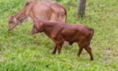 Vendo Finca Vicente de chucuri Santander