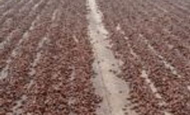 Vendo Finca Vicente de chucuri Santander