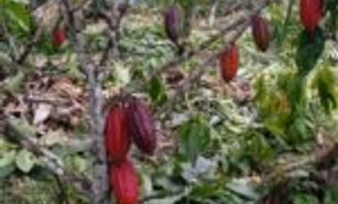 Vendo Finca Vicente de chucuri Santander