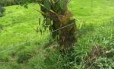 Vendo Finca San Vicente de Chucurí Santander