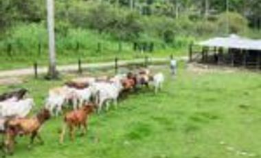 Vendo Finca San Vicente de Chucurí Santander