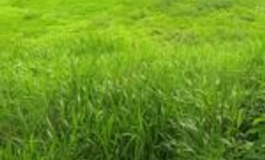 Vendo Finca San Vicente de Chucurí Santander