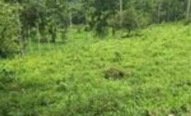 Vendo Finca San Vicente de Chucurí Santander