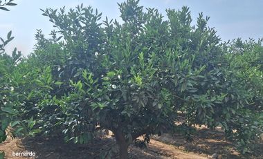 Vendo terreno en Huaral