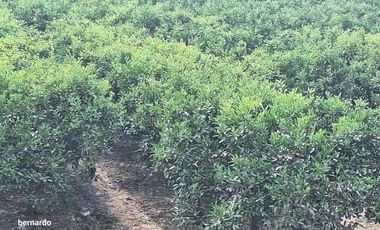 Vendo terreno en Huaral