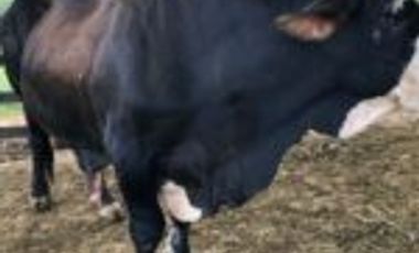 Vendo Finca San Vicente de Chucurí Santander