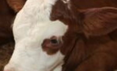 Vendo Finca San Vicente de Chucurí Santander