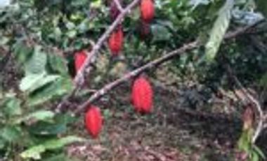 Vendo Finca San Vicente de Chucurí Santander