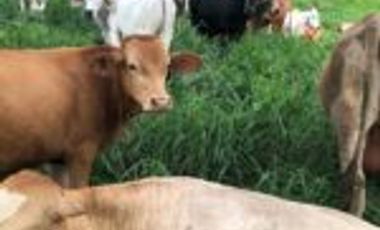 Vendo Finca Embalse Topocoro Santander