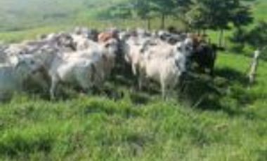 Venta de Finca en  Puerto Parra Santander