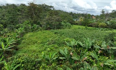 Se vende terreno de 3 Hectáreas con Frente a Vía Asfaltada y Río Caoní – Puerto Quito Ecuador