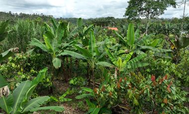 Se vende terreno de 3 Hectáreas con Frente a Vía Asfaltada y Río Caoní – Puerto Quito Ecuador