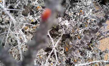 Vendo parcela frente al mar