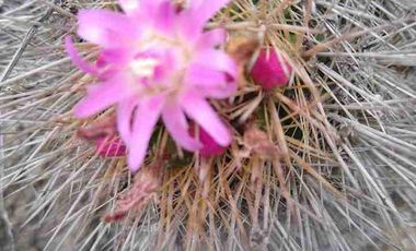 Vendo parcela frente al mar