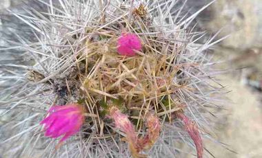 Vendo parcela frente al mar
