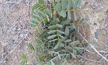 Vendo parcela frente al mar