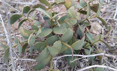 Vendo parcela frente al mar