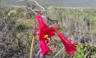 Vendo parcela frente al mar