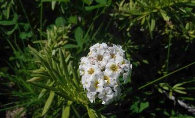 Vendo parcela frente al mar