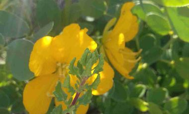 Vendo parcela frente al mar