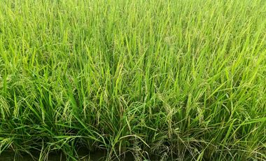 Venta de Terreno en Ricaurte, Los Ríos