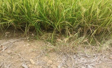 Venta de Terreno en Ricaurte, Los Ríos