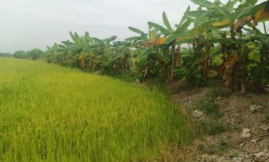 Venta de Terreno en Ricaurte, Los Ríos