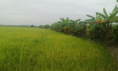 Venta de Terreno en Ricaurte, Los Ríos