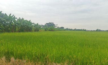 Venta de Terreno en Ricaurte, Los Ríos