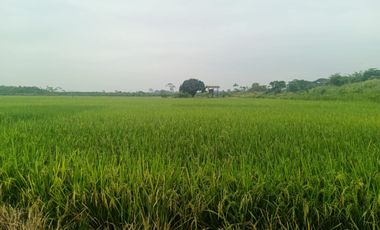 Venta de Terreno en Ricaurte, Los Ríos