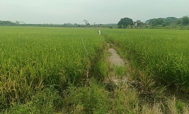 Venta de Terreno en Ricaurte, Los Ríos