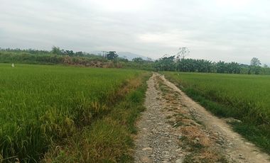 Venta de Terreno en Ricaurte, Los Ríos