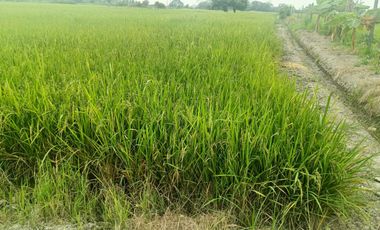 Venta de Terreno en Ricaurte, Los Ríos