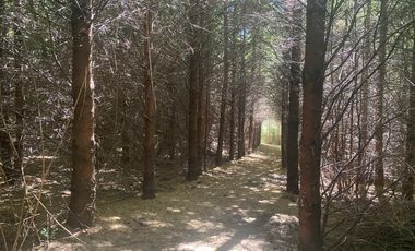 ¡Oportunidad de inversión! 20 hectareas en Chancoyan Bajo.