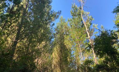 ¡Oportunidad de inversión! 20 hectareas en Chancoyan Bajo.