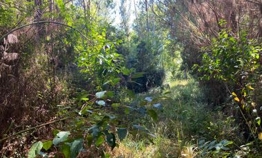 ¡Oportunidad de inversión! 20 hectareas en Chancoyan Bajo.