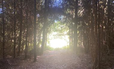 ¡Oportunidad de inversión! 20 hectareas en Chancoyan Bajo.