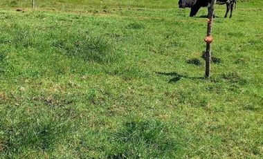 Vendo hacienda 57 hectáreas en Mojanda