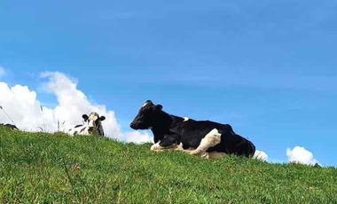 Vendo hacienda 57 hectáreas en Mojanda