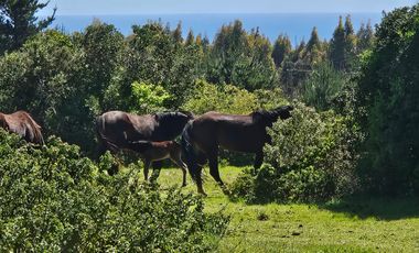 Se venden Lindas Parcelas en Cáhuil, El Pangal Pichilemu