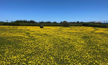 Se venden Lindas Parcelas en Cáhuil, El Pangal Pichilemu