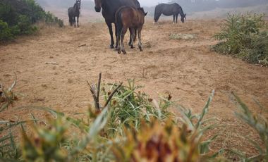 Se venden Lindas Parcelas en Cáhuil, El Pangal Pichilemu