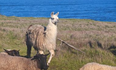 Se venden Lindas Parcelas en Cáhuil, El Pangal Pichilemu
