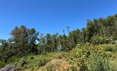 2 hectáreas en el bosque entre Gorbea y Loncoche