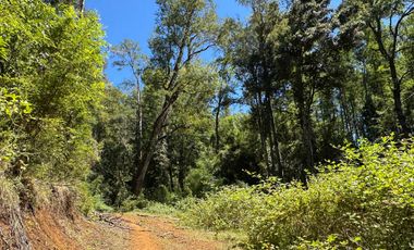2 hectáreas en el bosque entre Gorbea y Loncoche
