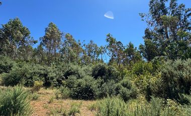 2 hectáreas en el bosque entre Gorbea y Loncoche