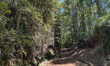 2 hectáreas en el bosque entre Gorbea y Loncoche